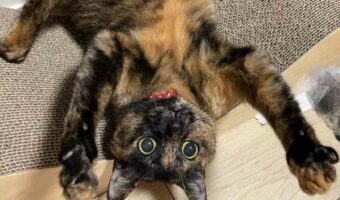 おかえりの出迎えを盛大にしてくれる愛猫が話題に!「いつもひっくり返ってるの好き」「どこもかしこも盛大すぎ」