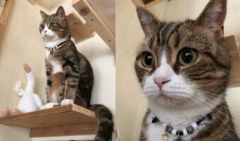 まるで『置き物』のような座り方をしている愛猫が面白すぎる！お腹から出ている？！後ろ足などツッコミどころ満載