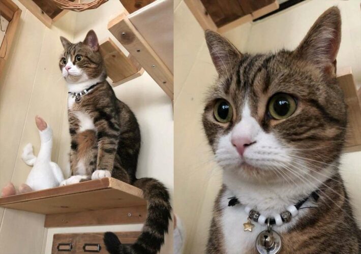 まるで『置き物』のような座り方をしている愛猫が面白すぎる！お腹から出ている？！後ろ足などツッコミどころ満載