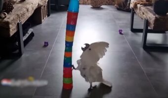 カップを重ねたタワーをオウムがキック！何度もキック！！ところが自分に向かって倒れてくる予想外の展開にビックリして焦っています