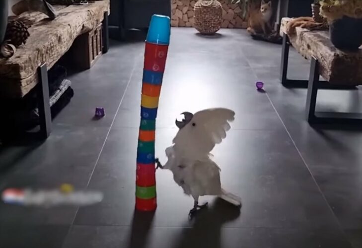 カップを重ねたタワーをオウムがキック！何度もキック！！ところが自分に向かって倒れてくる予想外の展開にビックリして焦っています