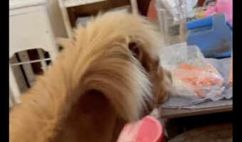 おやつのニンジンを厩舎裏で発見したポニー。もう絶対食べたいと猛アピール！！