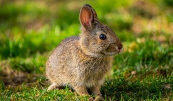 3月3日は「うさぎの日」、9月第4土曜日は「国際うさぎの日」。複数あるウサギの記念日を解説！！