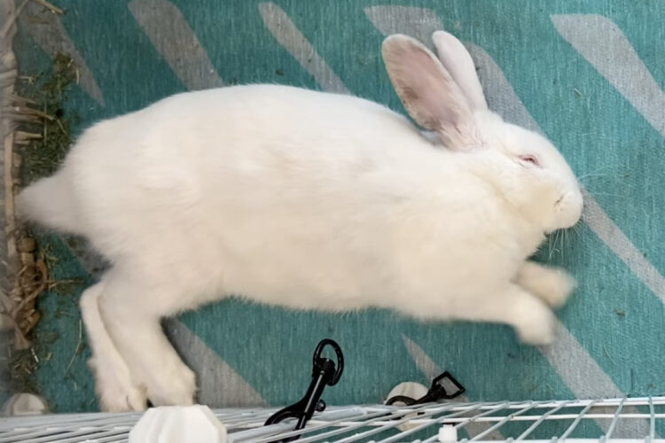 夢の中でも遊んでいる？横になって寝ているのウサギがなにかを掘り始めましたよ！！【アメリカ・動画】