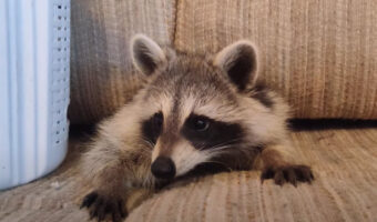 ソファの隙間に潜り込んだアライグマの子供。ピョコッと顔を出してきたので、このまま外に出るのかと思いきや・・