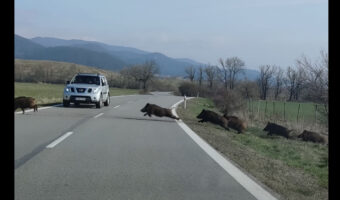 これぞ猪突猛進!?草原を駆け道路を横断していくイノシシの群れ。勢いがありすぎて中には足を滑らせている子もいますよ!?
