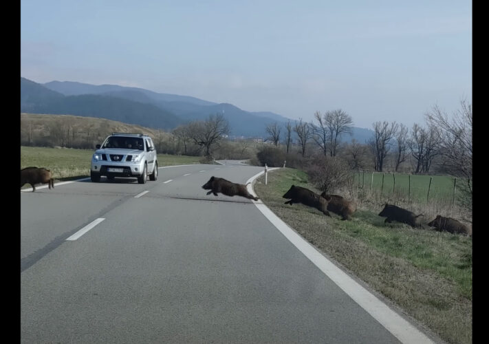 これぞ猪突猛進！？草原を駆け道路を横断していくイノシシの群れ。勢いがありすぎて中には足を滑らせている子もいますよ！？