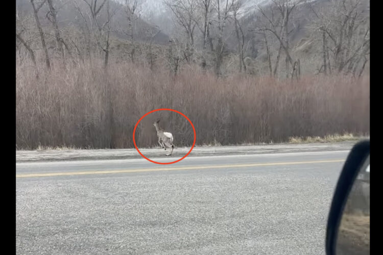 斜面を全力疾走してきたシカ。その勢いのまま道路を横断しようとしたようですが・・【アメリカ・動画】