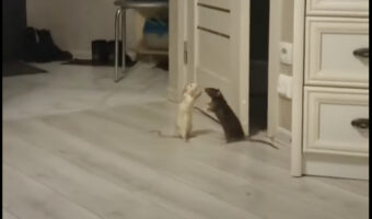 激しい夫婦喧嘩をしているのは、なんとネズミのカップル!?お互いパンチを繰り出しついにはキックまで?!