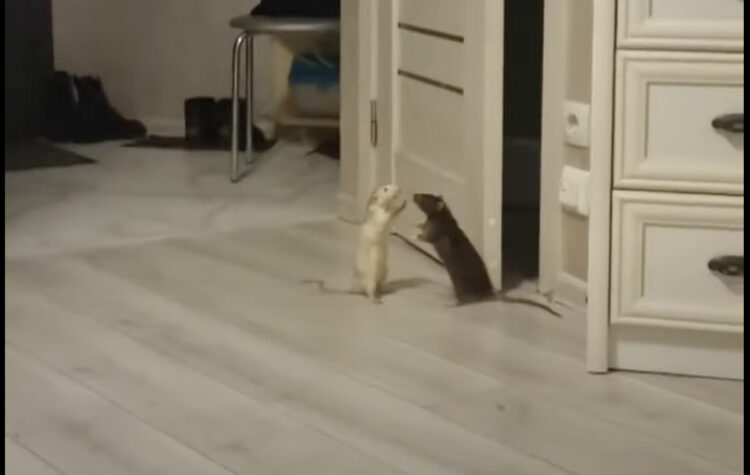 激しい夫婦喧嘩をしているのは、なんとネズミのカップル！？お互いパンチを繰り出しついにはキックまで？！