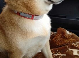 前を見てると思ったら、すげーこっち見てんじゃん・・・柴犬の横顔ならぬ横目が話題に！「本当だ！ めっちゃ笑いました」