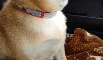 前を見てると思ったら、すげーこっち見てんじゃん・・・柴犬の横顔ならぬ横目が話題に!「本当だ! めっちゃ笑いました」