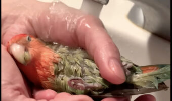 リゾートスパ気分?バスタイム中のインコは飼い主さんの手のひらをバスタブにして気持ちよさそうに!!
