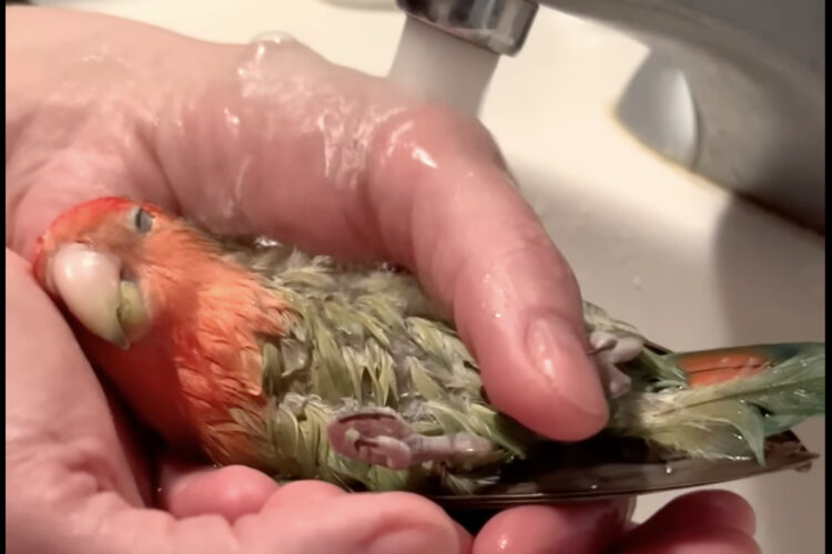 リゾートスパ気分？バスタイム中のインコは飼い主さんの手のひらをバスタブにして気持ちよさそうに！！