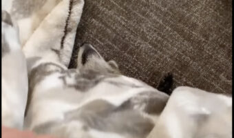 ブランケットをまくるとそこには・・。ちょっと心配になる姿で気持ちよく寝ている『ある動物』の姿がありました！！