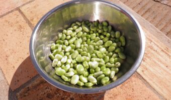 おつまみにもなる「そら豆」、独特な形状のこの豆の旬はいつ?