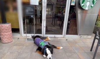 ｢絶対帰らん！！｣のねばりを毎回見せてくる・・・スタバが好きすぎる駄々っ子バーニーズが可愛すぎる！