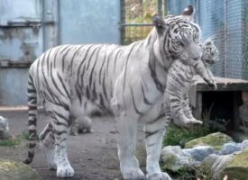 ホワイトタイガーの母トラが子トラを運搬する光景が話題に！「子育てはどこも大変」「子トラが可愛すぎる」