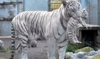 ホワイトタイガーの母トラが子トラを運搬する光景が話題に！「子育てはどこも大変」「子トラが可愛すぎる」