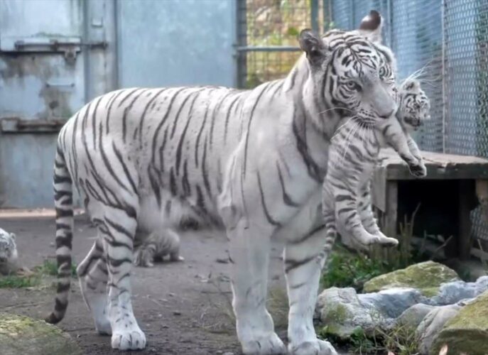 ホワイトタイガーの母トラが子トラを運搬する光景が話題に！「子育てはどこも大変」「子トラが可愛すぎる」