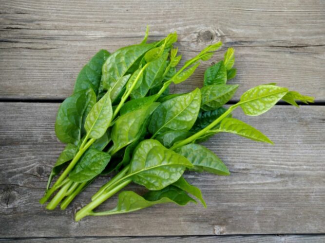 「つるむらさき」の旬となる収穫時期はいつ？なぜ名前に「ムラサキ」と入っているの？