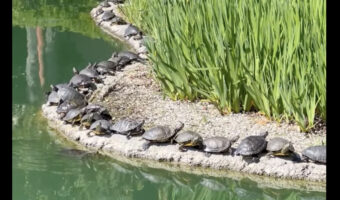 待ちに待った春がやってきた？カメたちが陸に上がってみんなで甲羅干し中！！【アメリカ・動画】