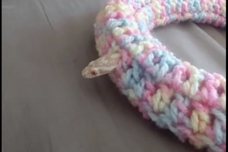 リング状のベッドから頭をのぞかせた白蛇。このまま外に出てくるのかと思いきや？？【海外・動画】