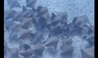 海底を進む大規模なエイの群れを発見!いったい何匹いるかも想像がつきません!!