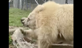 まるで土俵入り!?クマがプールで遊ぶ姿は、力士が土俵入りで塩撒きをしているかのような貫禄があります!!