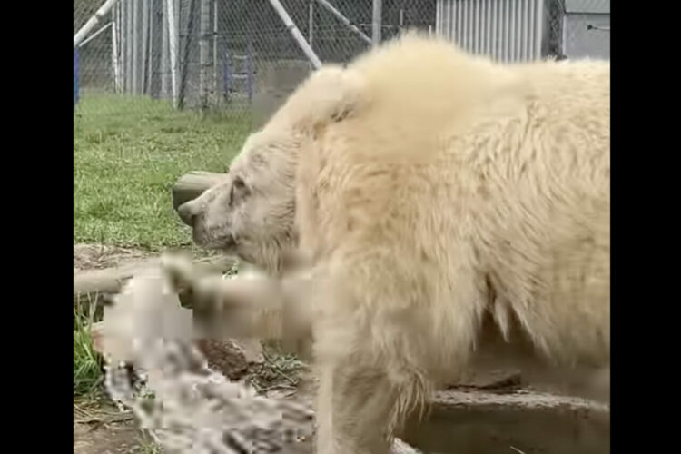 まるで土俵入り！？クマがプールで遊ぶ姿は、力士が土俵入りで塩撒きをしているかのような貫禄があります！！