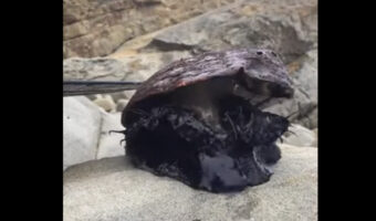 岩の上にいるアカネアワビ。タイムラプスでその動きを観察したら・・なんだか怪獣みたいだ！！【アメリカ・動画】