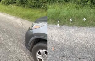 助けを求めるように駆け寄って来た子猫を抱き上げてあげたら・・。次の瞬間、わらわらと子猫の集団が現れた！？【アメリカ・動画】