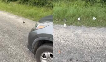 1匹の子猫を保護すると草むらから子猫の群れが現れた!これは可愛すぎる!!まとめて保護するしかない【アメリカ・動画】