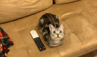 あざとい!あざとすぎる!!場所、表情、佇まい、全てが完璧な猫様!