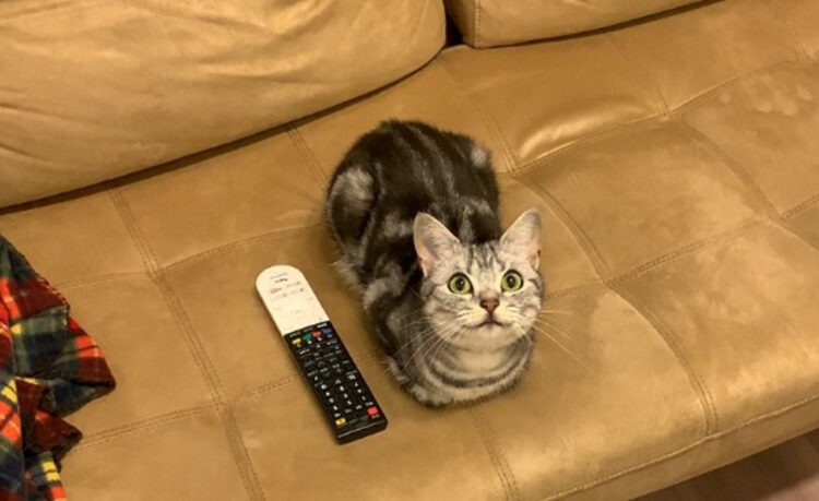 あざとい！あざとすぎる！！場所、表情、佇まい、全てが完璧な猫様！