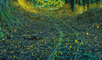 廃線に舞うホタルの写真が美しすぎる！ホタルの写真の撮り方も伝授！