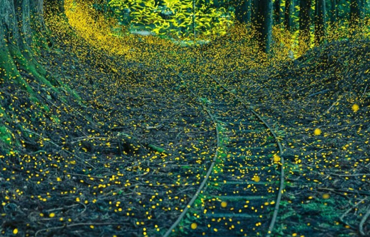 廃線に舞うホタルの写真が美しすぎる！ホタルの写真の撮り方も伝授！