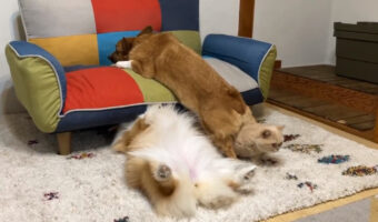 可愛いのクセがスゴイ!みんな違ってみんないい!情報量が多すぎる動画が話題