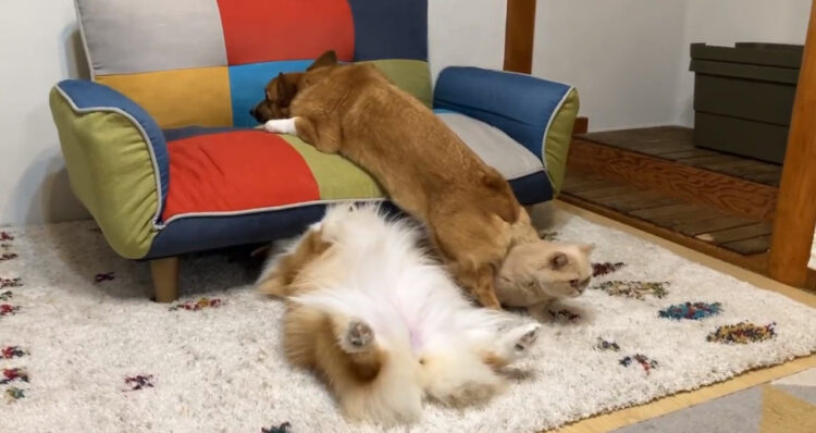 可愛いのクセがスゴイ！みんな違ってみんないい！情報量が多すぎる動画が話題