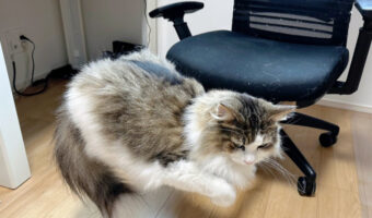 猫が・・・浮いてる?いったいどうやって?空中浮遊する猫の投稿が話題に!