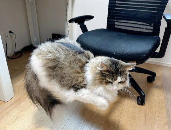 猫が・・・浮いてる？いったいどうやって？空中浮遊する猫の投稿が話題に！