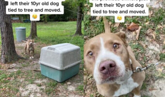 中古の家を買ったら前の持ち主の飼い犬が庭の木に繋がれたまま捨てられていた!?