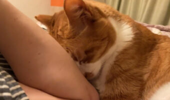最近よく耳にする「猫吸い」一方猫界では「人間吸い」が流行の兆し?