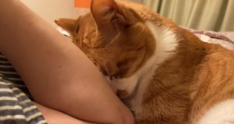 最近よく耳にする「猫吸い」一方猫界では「人間吸い」が流行の兆し？