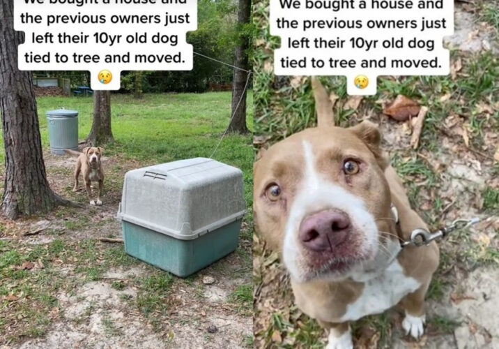 中古の家を買ったら前の持ち主の飼い犬が庭の木に繋がれたまま捨てられていた！？