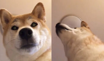 飼い主が2度寝しないように3秒に1度監視してくる犬！AM3:14