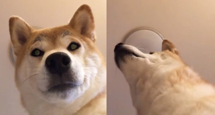 飼い主が2度寝しないように3秒に1度監視してくる犬！AM3:14