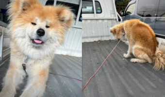 ビフォーアフターがかわいすぎる!洗われることに気づいた犬の変化に2.5万いいね