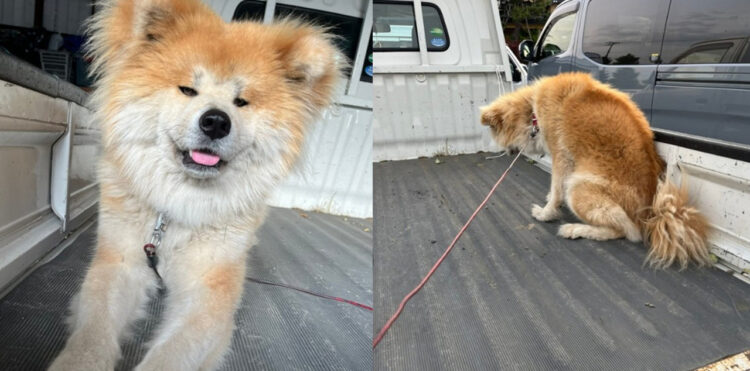 ビフォーアフターがかわいすぎる！洗われることに気づいた犬の変化に2.5万いいね