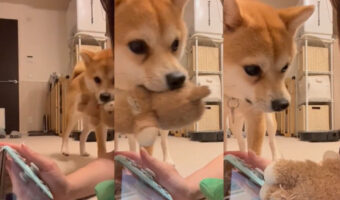 「ここに置けばゲームやめて遊んでくれるんでしょ?」人間の行動を理解した柴犬があざとかわいい!!